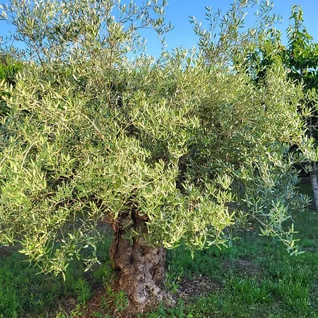 Lamaison-d'ose B&B Châtillon-sur-Chalaronne