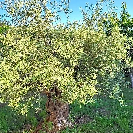 Lamaison-d'ose Panzió