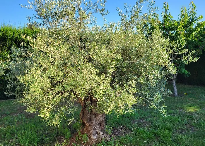 Lamaison-d'ose Alojamento de Acomodação e Pequeno-almoço Châtillon-sur-Chalaronne